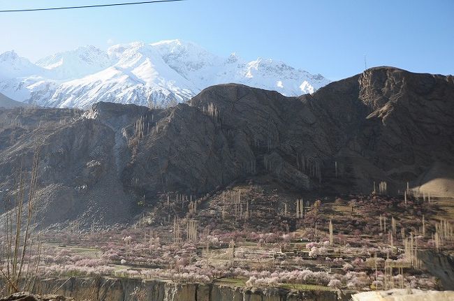 カリマバード辺りも、もうすぐこんな風にピンク色に染まる。。<br />見たかったなあ。