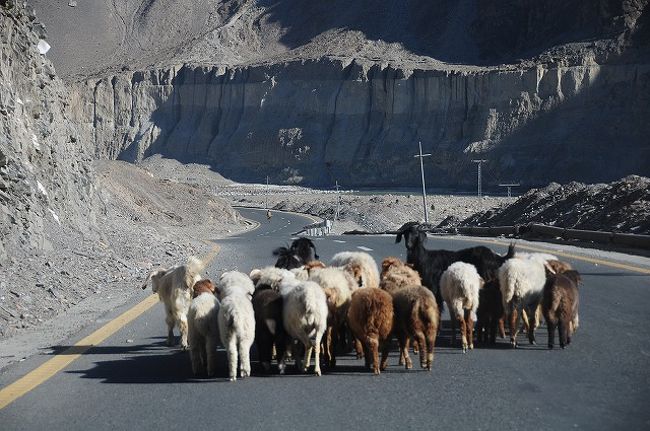 のんびり道路を歩いてくヤギたちの群れを追い抜きながら