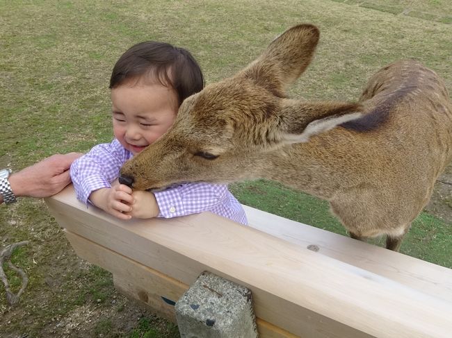 どこからともなく鹿が１頭<br /><br />べべちゃまは大好物の苺を握りしめています