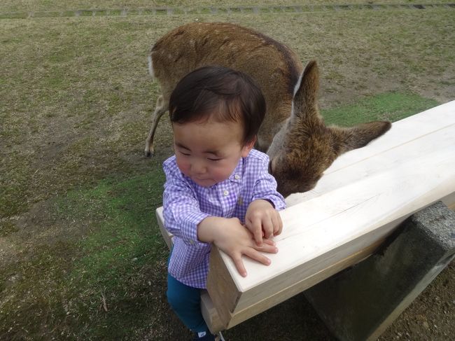 必死で苺を守っていますが・・・最後にはとられていました。<br /><br />でもなめられても喜んでいるべべちゃま