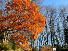 〔 白石城 〕

何はともあれ、まずは白石のシンボルでもある「白石城」へ行かねばっ。
駅の構内にあった観光案内所でもらったパンフに従い、お城のそばの駐車場へ車を置き、ここからしばらく徒歩に切り替えます。

それにしても、雲１つ無い秋晴れで、まさに散策日和に♪