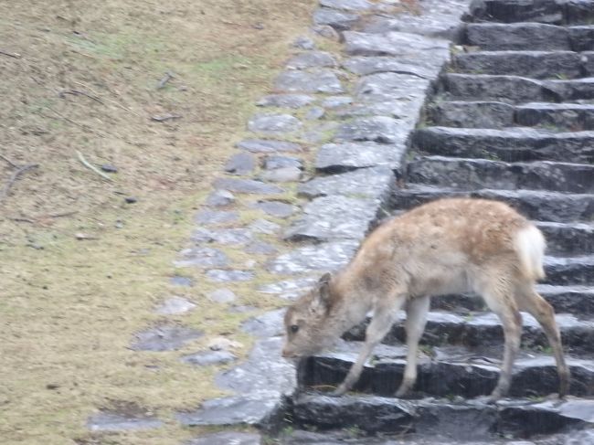 朝の鹿。<br /><br />ちっちゃいこはかわいい。