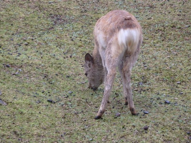 おしりもかわいい。