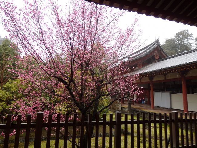 ここも梅の花がきれいでした。