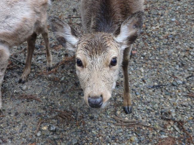 ちっこいのはかわいい。<br />でっかいのは怖いからついつい投げてしまう。