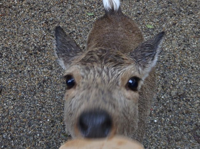 これが理想！！<br />でもこれをとるの大変だった！<br />かわいいよねぇ。小鹿ちゃんがせんべい食べてるとこ。<br />つぶらな瞳がかわいいのです。