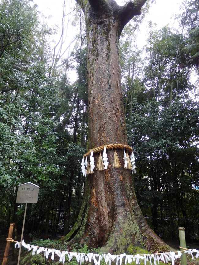 ケヤキの木。<br />ご神木は３３０年以上たっているとのこと。