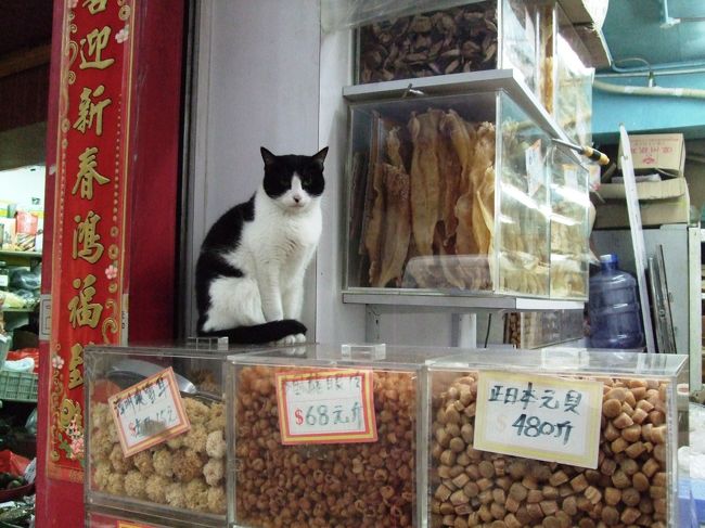 外は乾物街。看板猫。