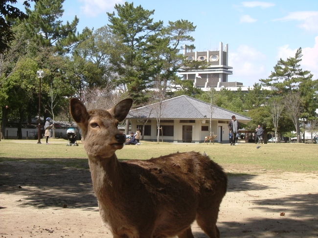 奈良公園内<br /><br />左手に県庁。せっかくなので鹿も写真の中に入ってもらいました。