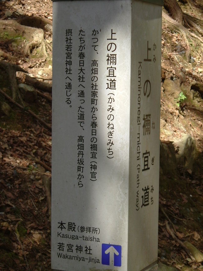 春日山原始林<br /><br />今通っている道が、「かみのねぎみち」であるとのこと。