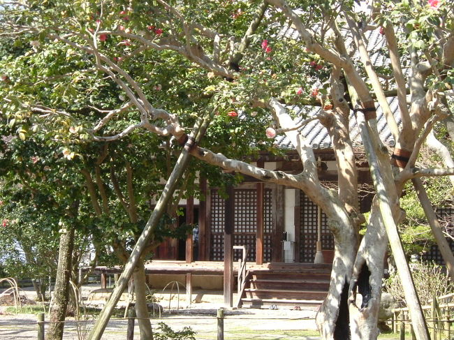 白毫寺<br /><br />五色椿と本堂。椿は盛りが過ぎていたようです。