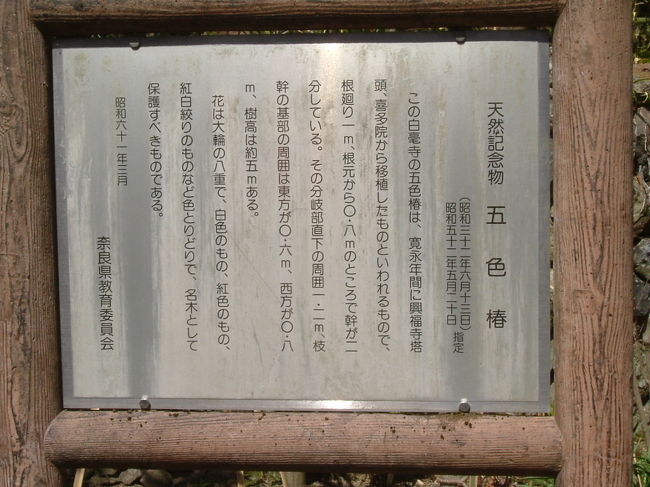 白毫寺<br /><br />五色椿の説明板。