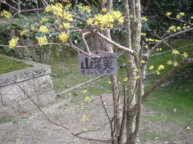 白毫寺<br /><br />境内で黄色い花を咲かせている木を見つけたので、何だろうと近づくと、サンシュユとのこと。遠目からは、季節は違いますが、ロウバイによく似ているな、と思いました。