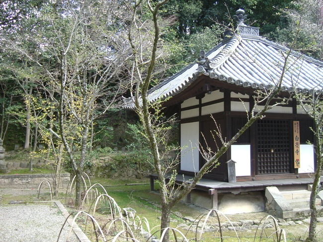 白毫寺<br /><br />御影堂とサンシュユ。