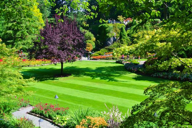 なにこの芝生。<br /><br />整えすぎでしょ。