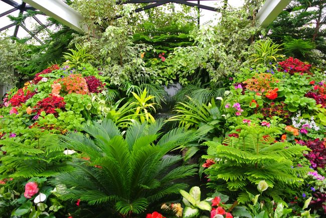 こういう熱帯の花たちみたいなのもあります。<br /><br />