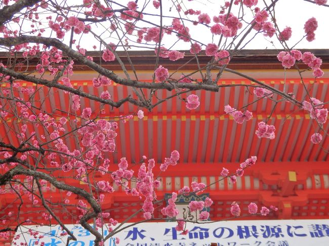 梅の花がきれい