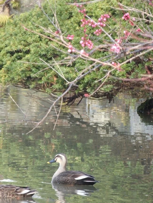 鴨が池を泳いでます。