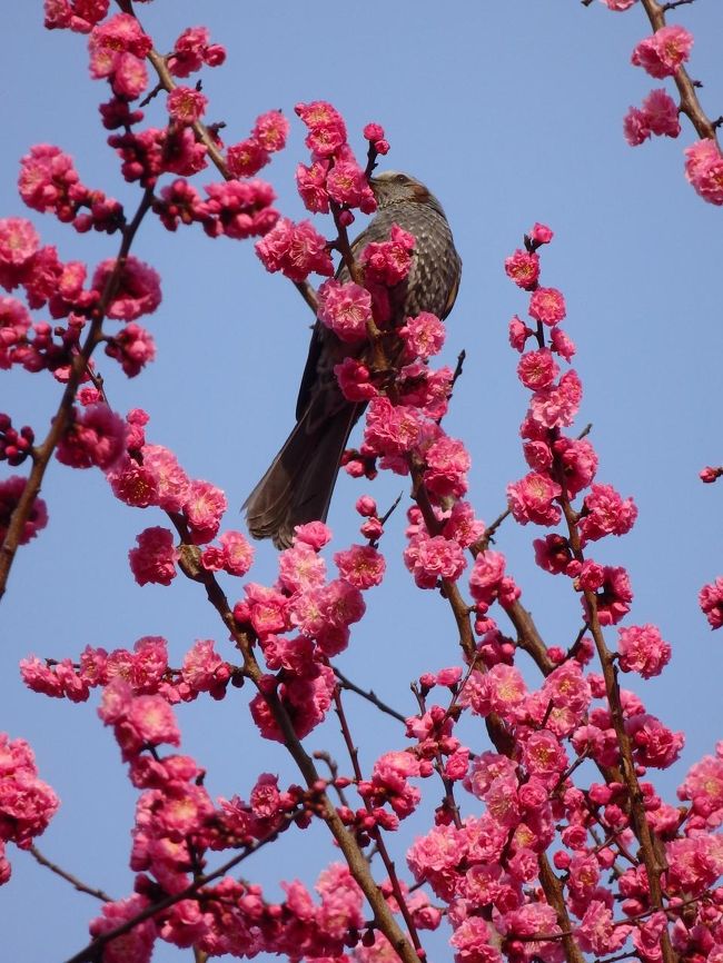 花札に出てきそうでしょ？