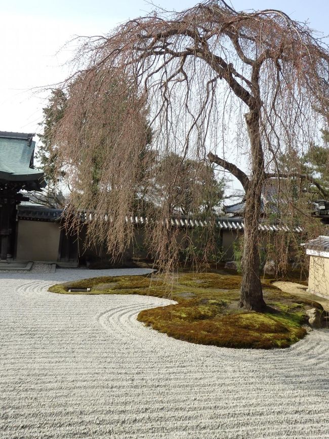 この桜が咲いたらきれいでしょうね！