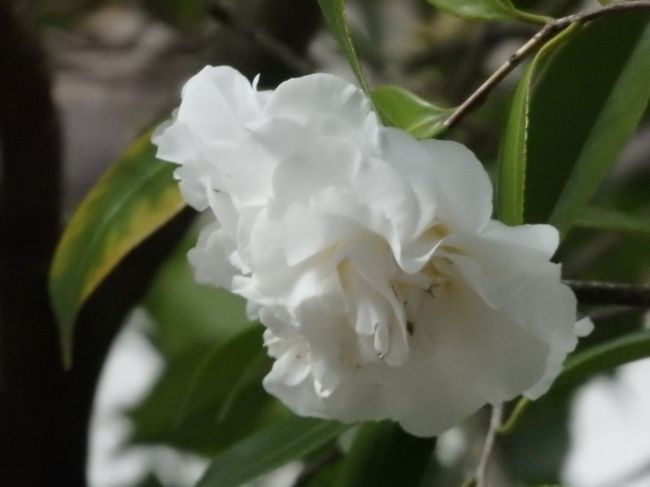 きれいに咲いていたお花