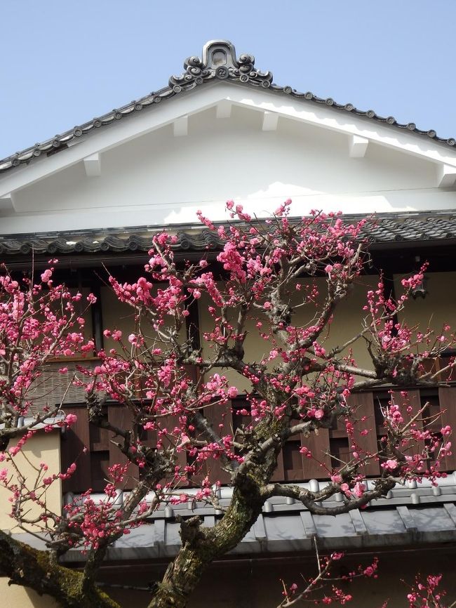 梅がきれいに咲いていました。