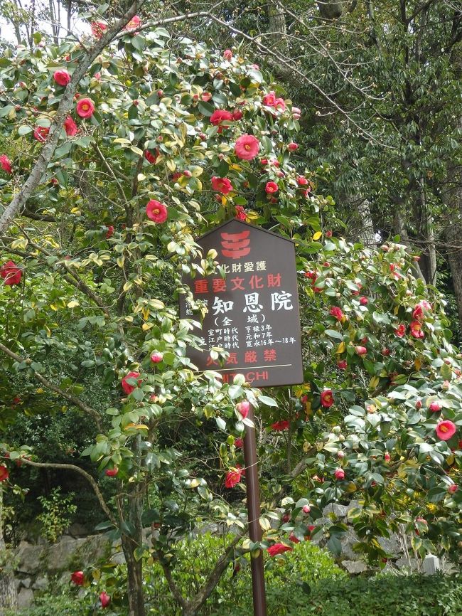 椿がきれいでした。