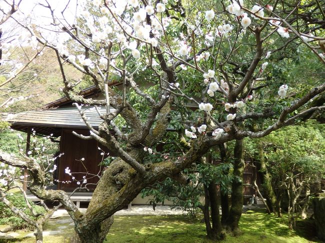お庭っていいですよね。<br />ちなみに、ここは友禅染の祖である宮崎友禅ゆかりの庭園だそうです。<br />