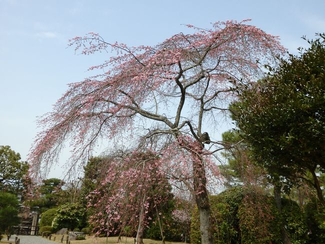 ここも桜がほんとにきれいになるんでしょうね。