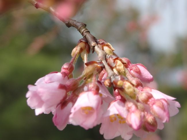 もうすぐさくよ！さくらがさくよ！