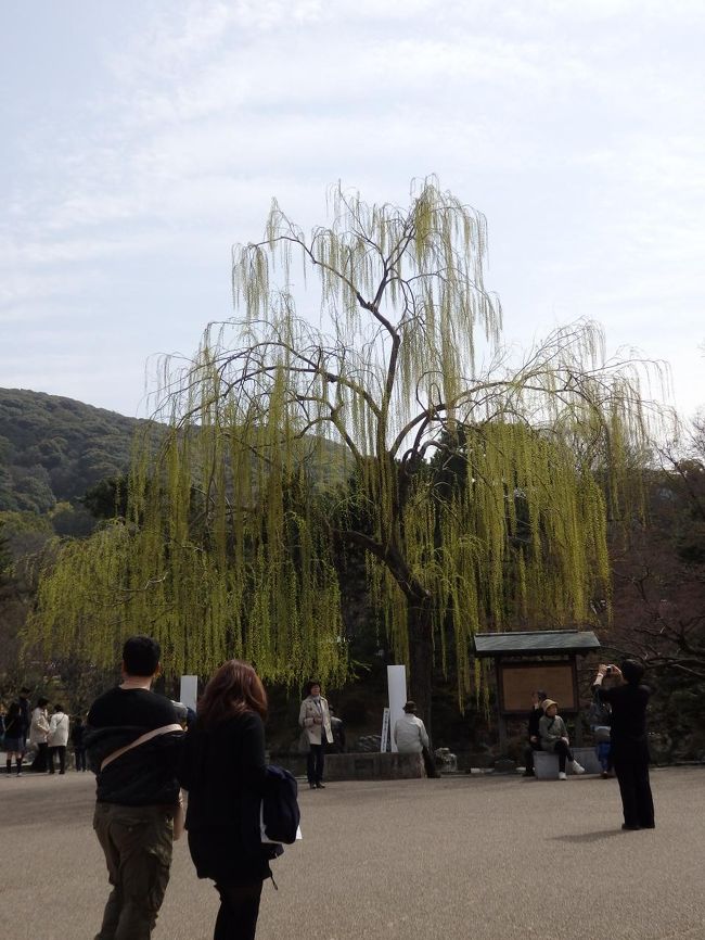 知恩院から円山公園に戻ります。<br />円山公園の柳です。<br /><br />午前中はここで結婚式用の撮影をしていましたね。<br />確かにきれいだもん。