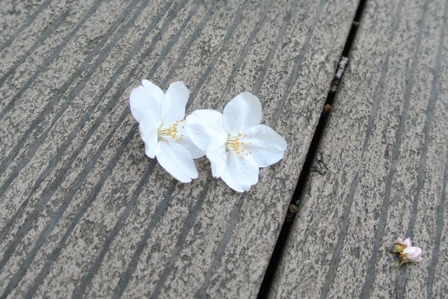 東京ぶらり散歩 桜を求めて御茶ノ水から上野へ お花もいいけどスイーツも 神田明神編 水道橋 東京 の旅行記 ブログ By まめ猫さん フォートラベル