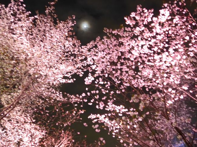 第６回 福岡城 さくらまつり に行きました 博多 福岡県 の旅行記 ブログ By Sakuraさん フォートラベル