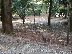 鹿と共に、奈良公園。桜咲いてます。