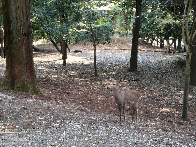 鹿と共に、奈良公園。桜咲いてます。