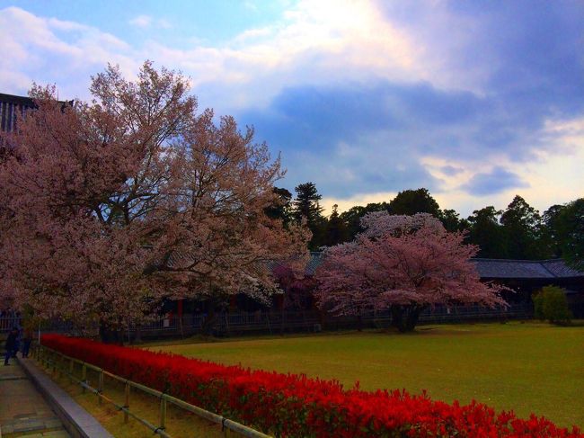 東大寺の桜はこんな感じ。
