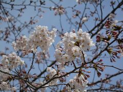 元町公園を道なりに歩いて、少し上を向いてみると、咲き始めた桜が綺麗でした。