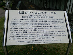 国指定天然記念物
◎ひんぷんガジュマル