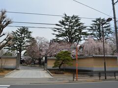 寛永寺入口です。
お隣は幼稚園です。

桜が満開です。
