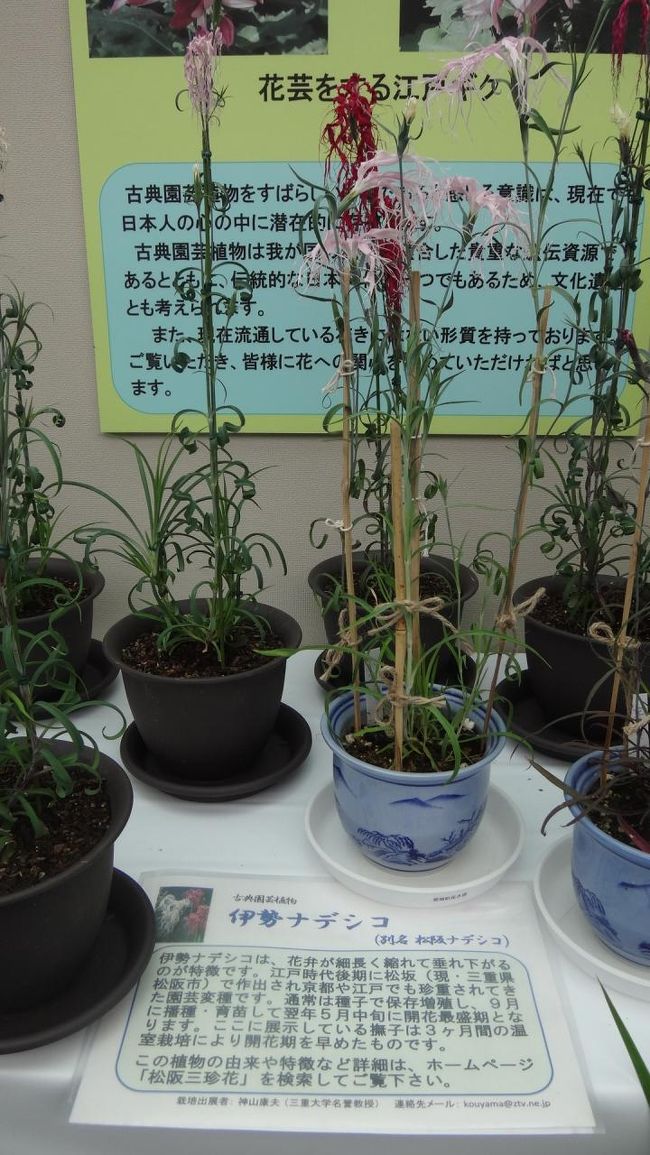 しおれているのかと思ったら、こういう花でした。