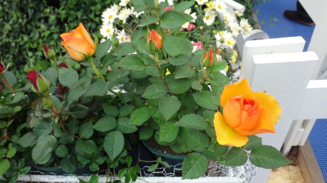 バラもふんだんに使われて嬉しい。