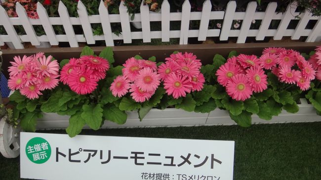 ガーベラも大輪。