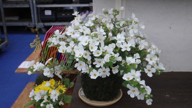 苔玉になってます。何でもあり。