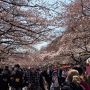 ２年ぶりの東京の桜と・・・展覧会めぐりの・・・ひとり旅