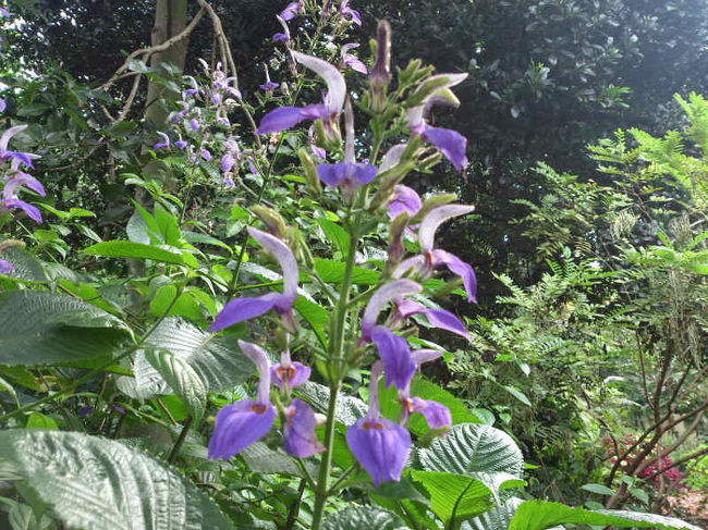シドニーは秋なので、花も咲いてました。<br />こんなのや、