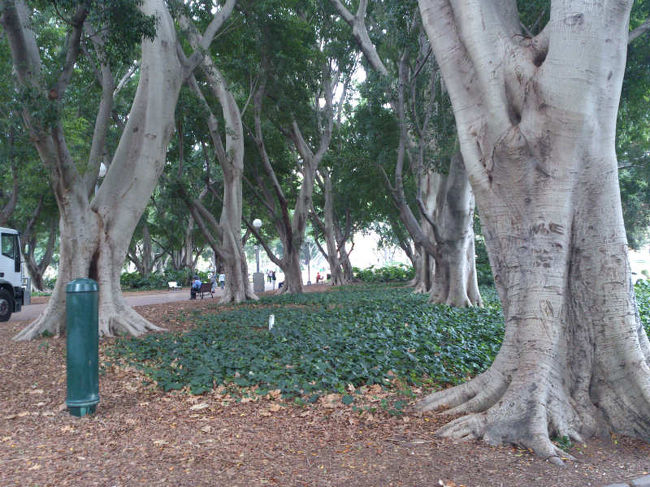 ボタニック・ガーデンとは別にハイド・パークも有ります。<br />こちらも大きくて良く整備されています。