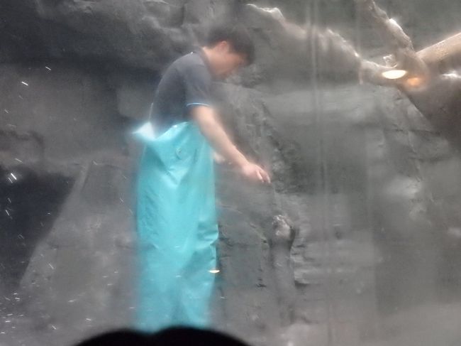 餌をねだるカワウソ。<br />こういう姿ってかわいいですよね