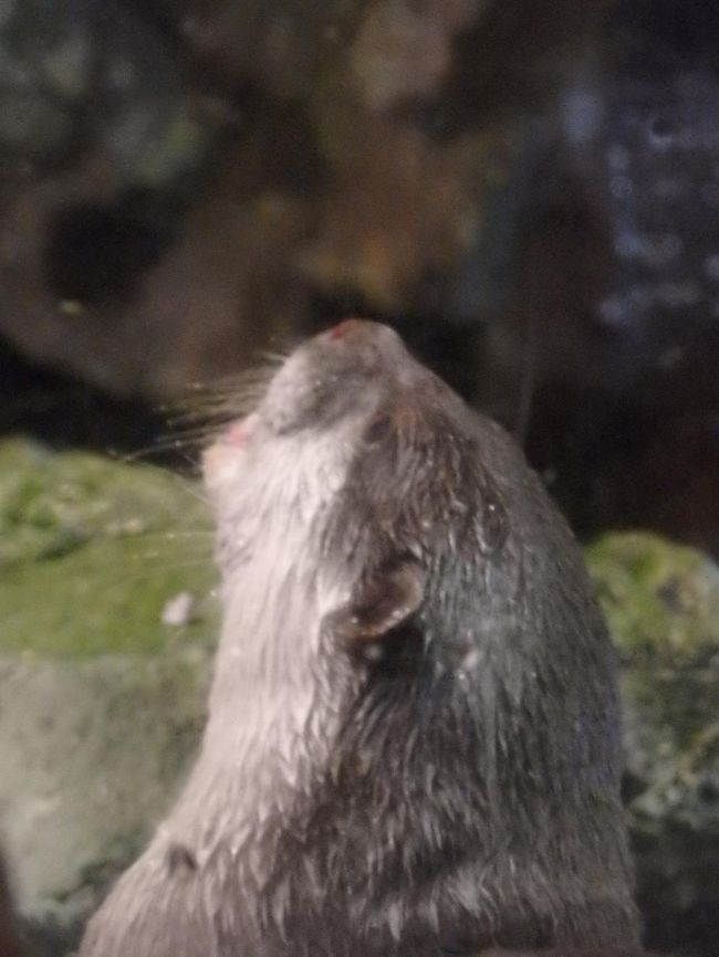 かわうそちゃん