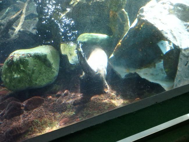 しっぽがかわいいのです。