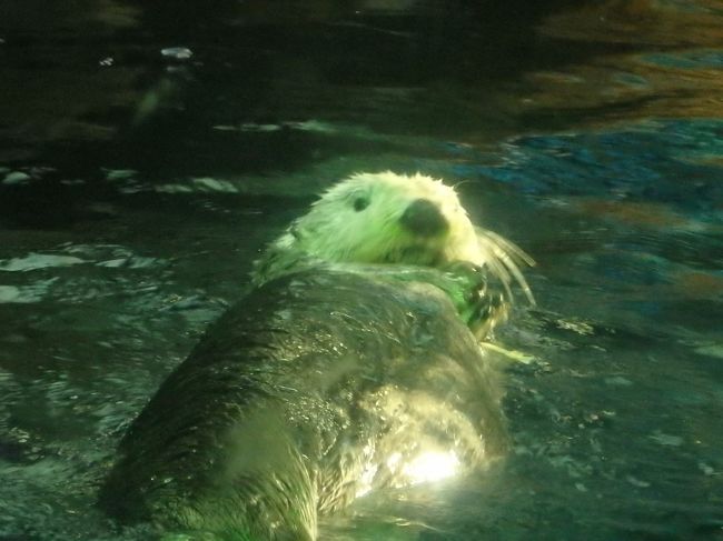 ラッコはご飯タイムが終わりました。